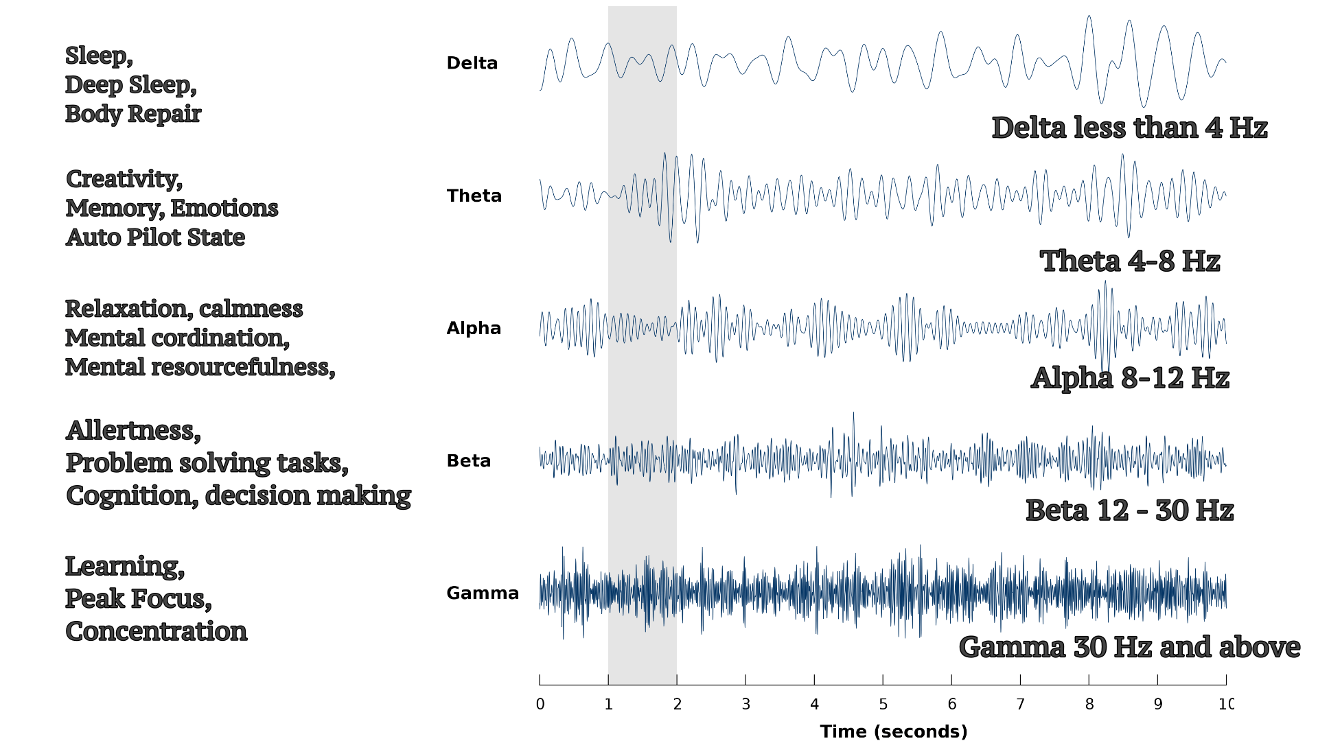 Brain Wave States – The Brain Wave Academy